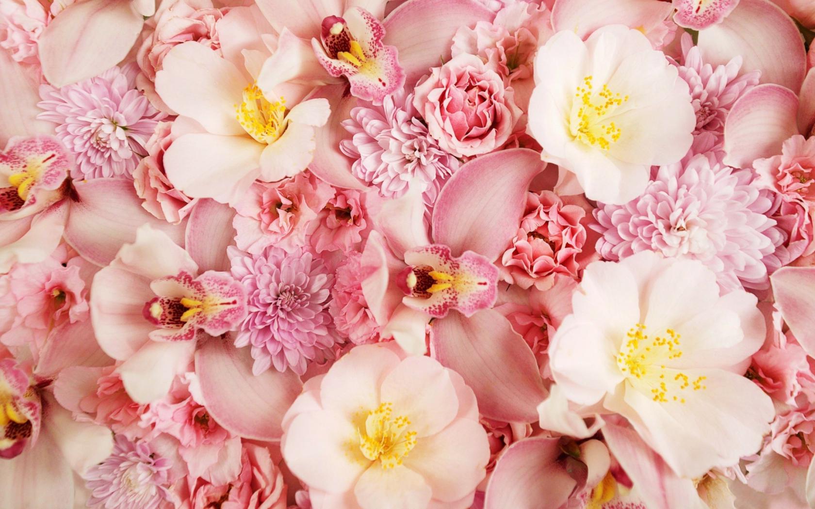 Розовая нежность Цветы картинки, обои рабочий стол