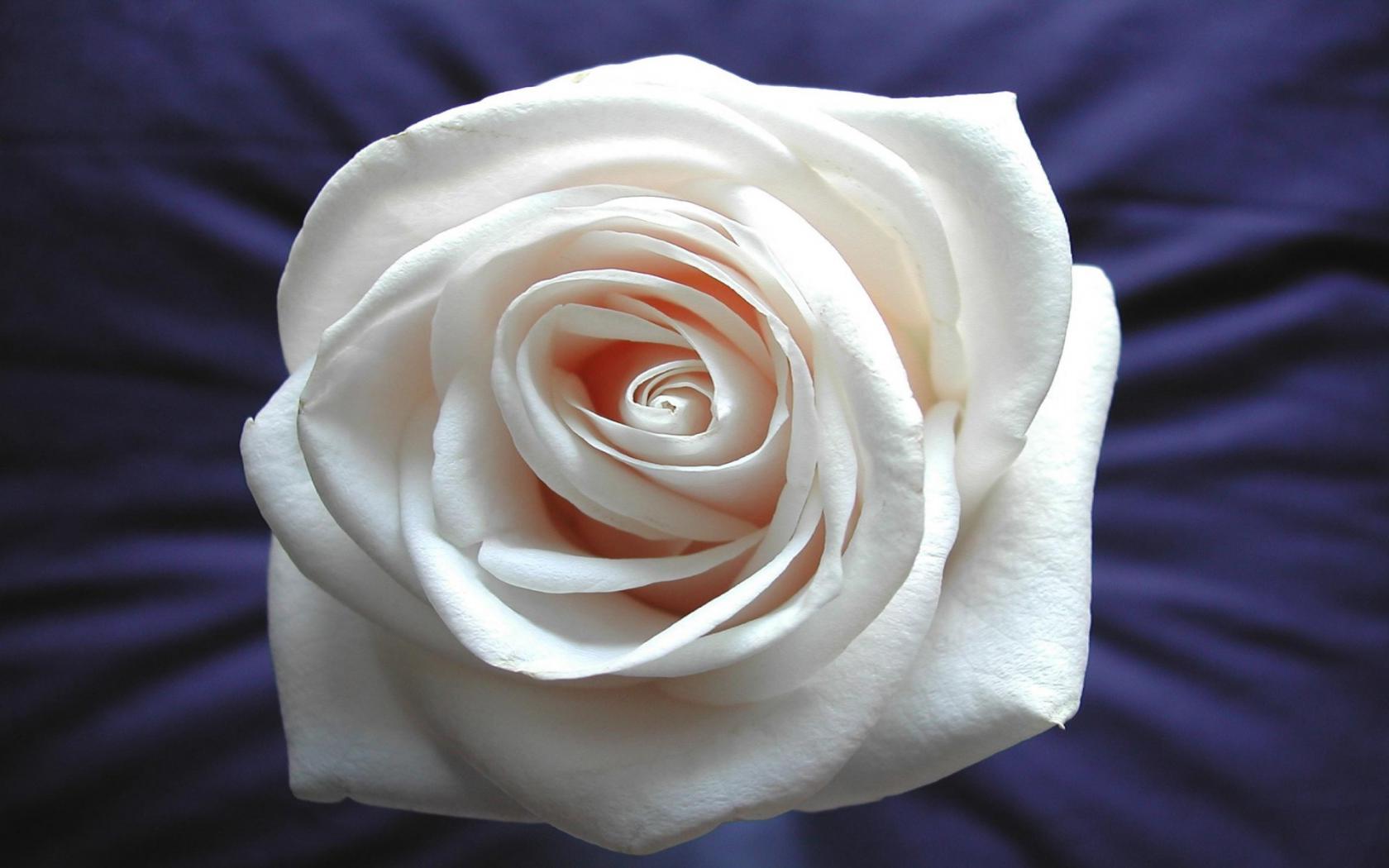 Кремовая роза Цветы картинки, обои рабочий стол