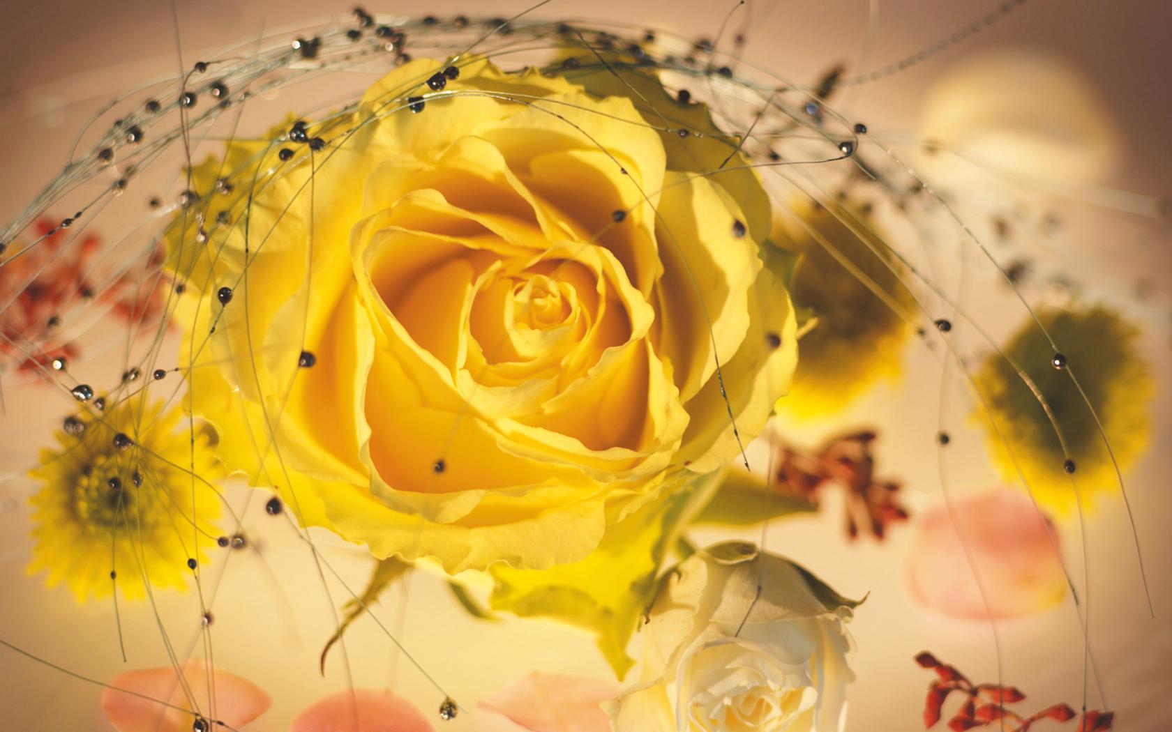 Жёлтая роза с украшениями Цветы картинки, обои рабочий стол