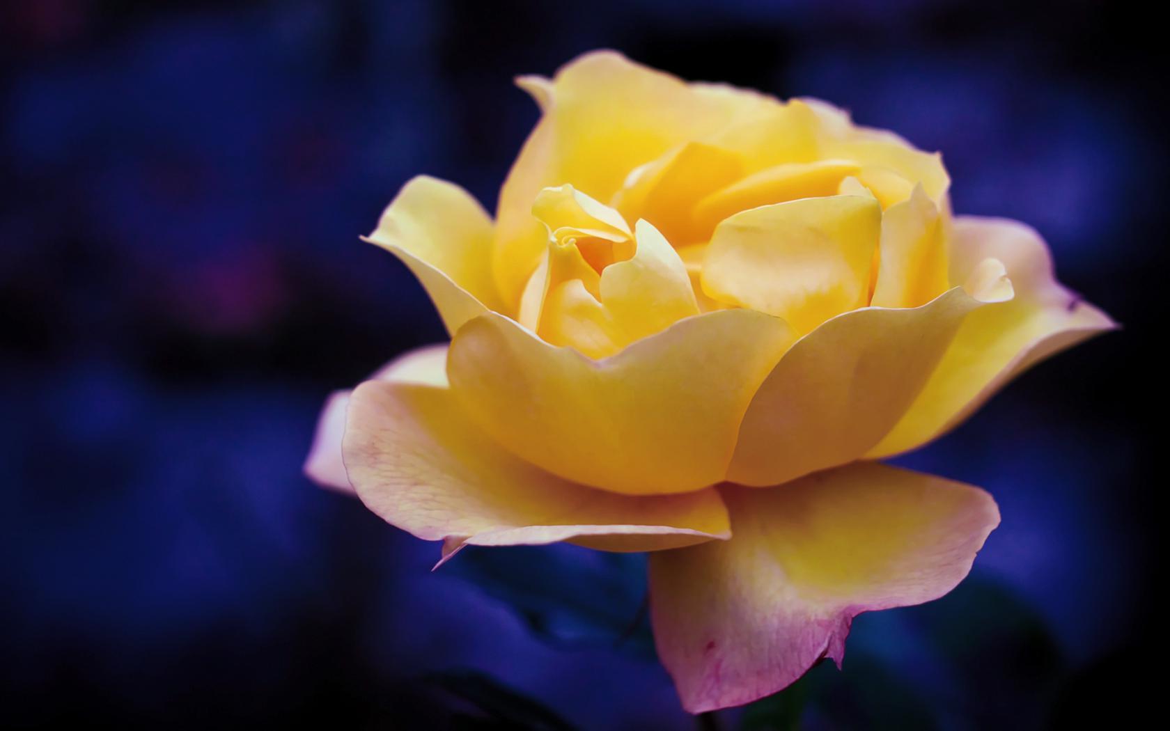 Роза, желтый, цветок, синий фон, макро Цветы картинки, обои рабочий стол