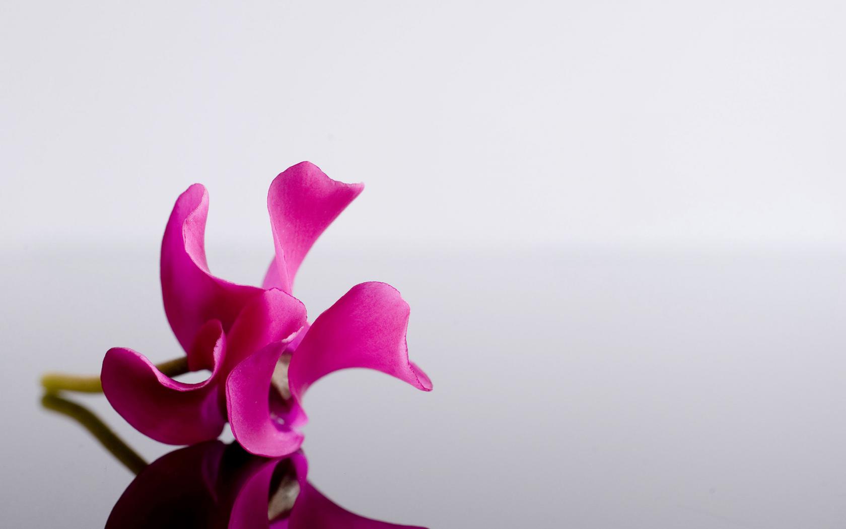 Цветок орхидеи Цветы картинки, обои рабочий стол