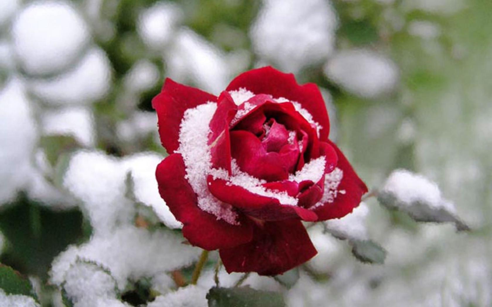 Роза под снегом Цветы картинки, обои рабочий стол