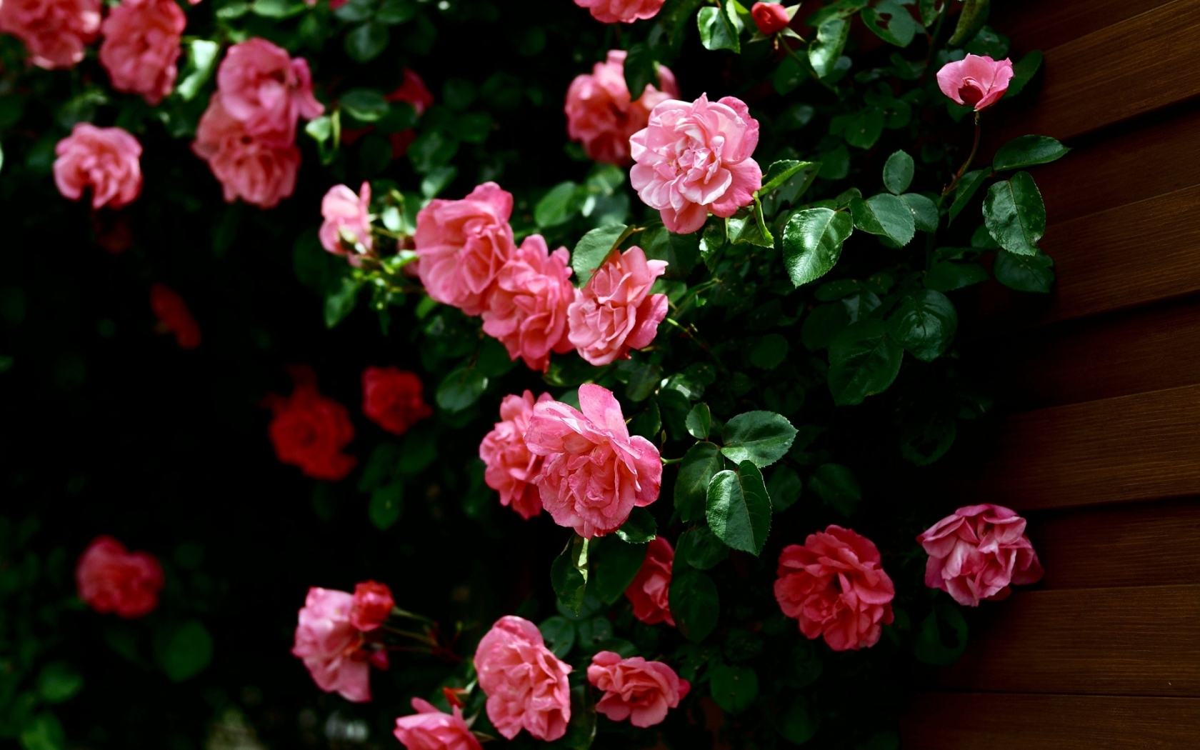 Очень красивые розы Цветы картинки, обои рабочий стол