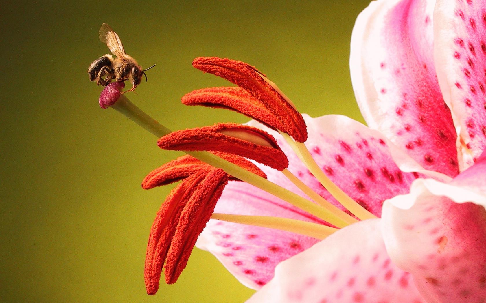 Трудолюбивая пчела на прекрасном цветке Цветы картинки, обои рабочий стол