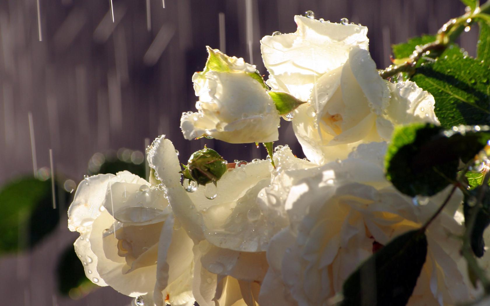 Нежная ветка белых роз под летним дождем Цветы картинки, обои рабочий стол