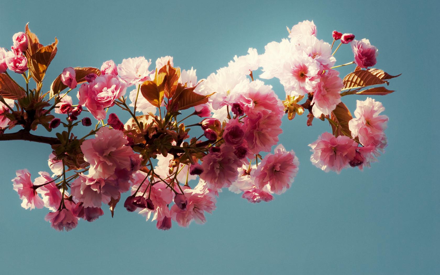 Ветка, розовые цветы, листья, сакура Цветы картинки, обои рабочий стол