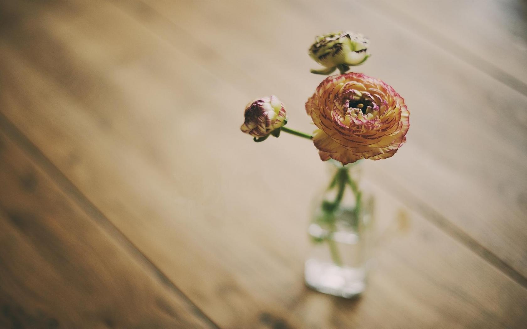 Цветок, роза, ваза Цветы картинки, обои рабочий стол