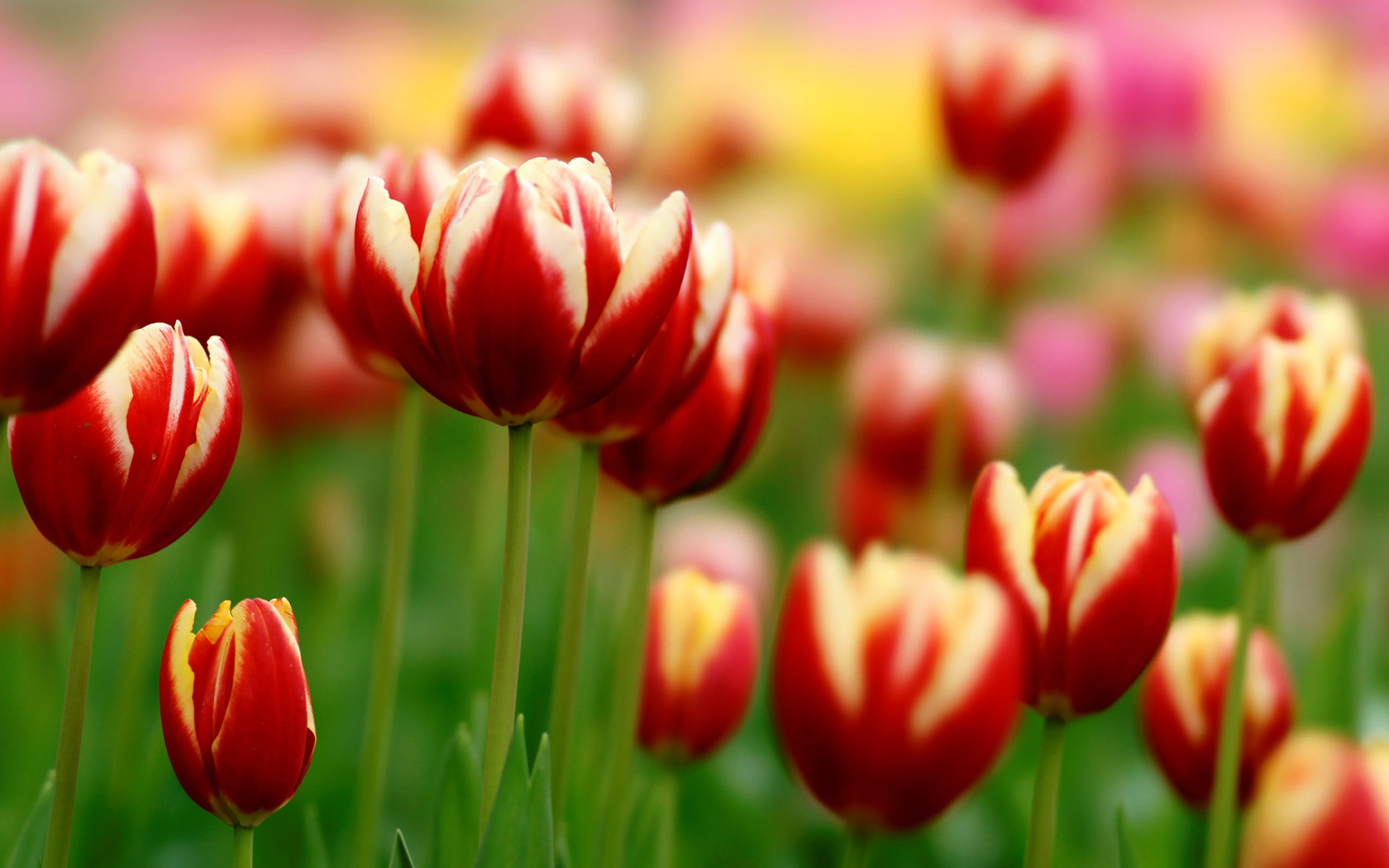 тюльпаны, зелень, tulips Цветы картинки, обои рабочий стол