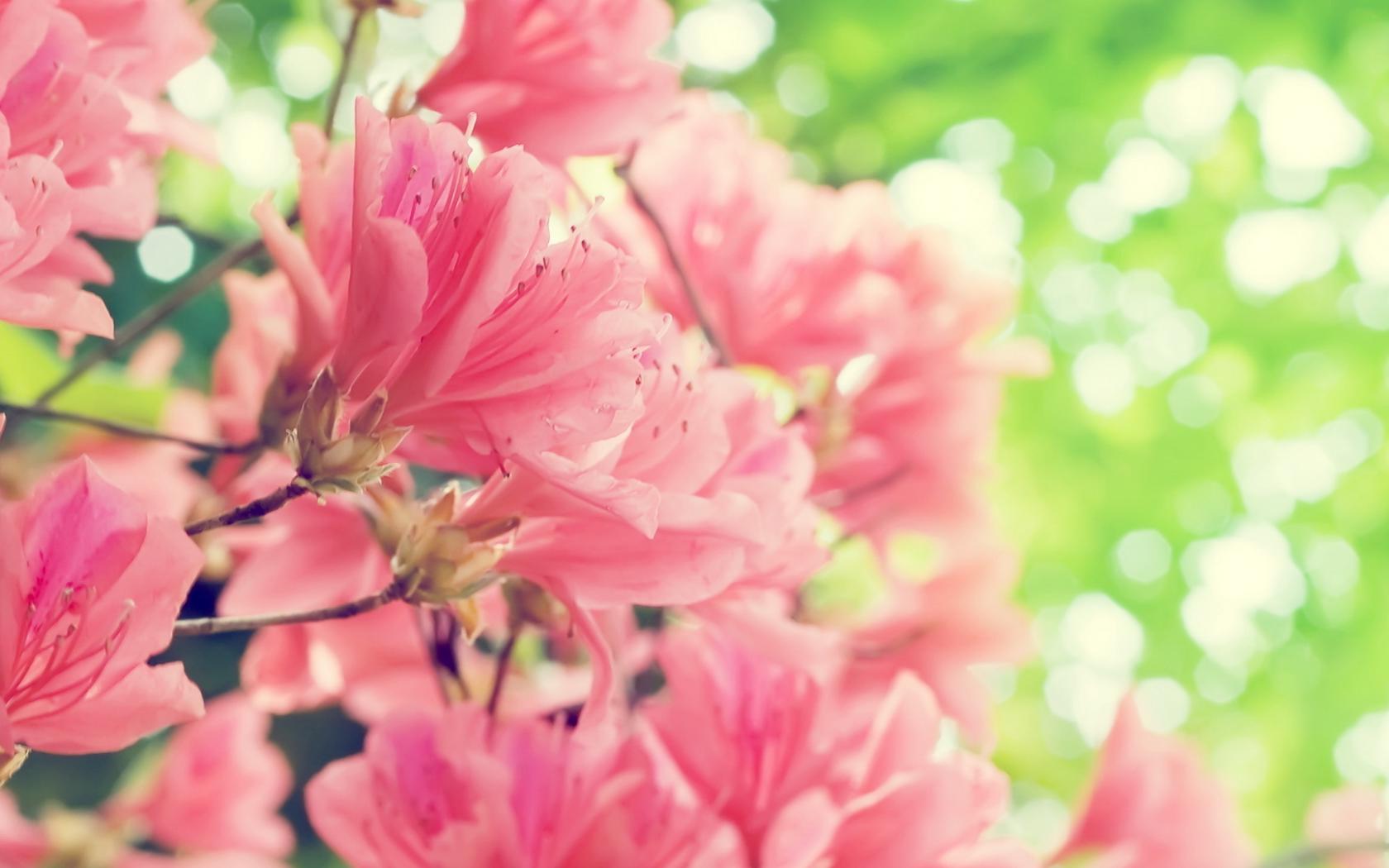 Розовые, цветы, весна Цветы картинки, обои рабочий стол