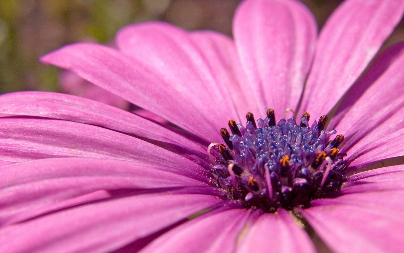 Фиолетовый, пыльца, растение Цветы картинки, обои рабочий стол