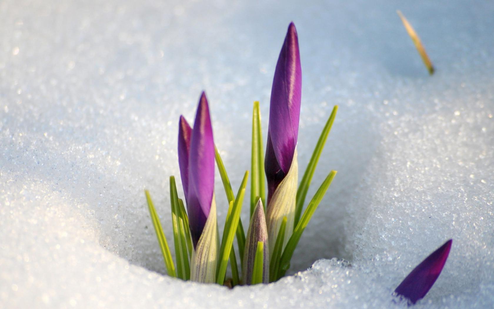 Цветы в снегу - приход весны Цветы картинки, обои рабочий стол