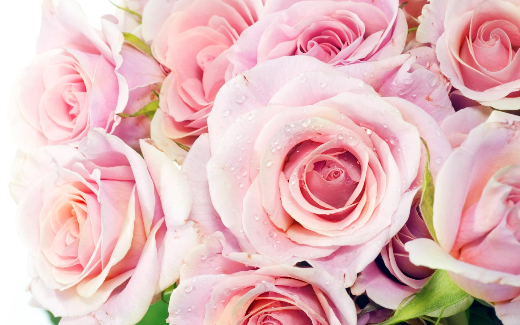 Розы с каплями росы Цветы картинки, обои рабочий стол