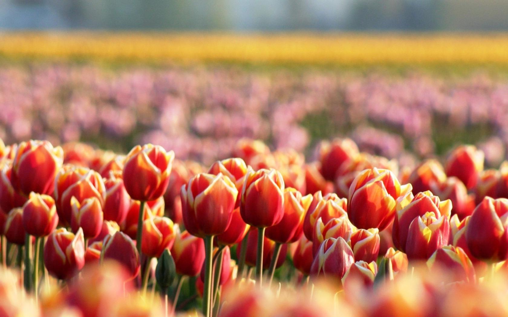 Тюльпаны, цветы, красные, поляна, весна Цветы картинки, обои рабочий стол