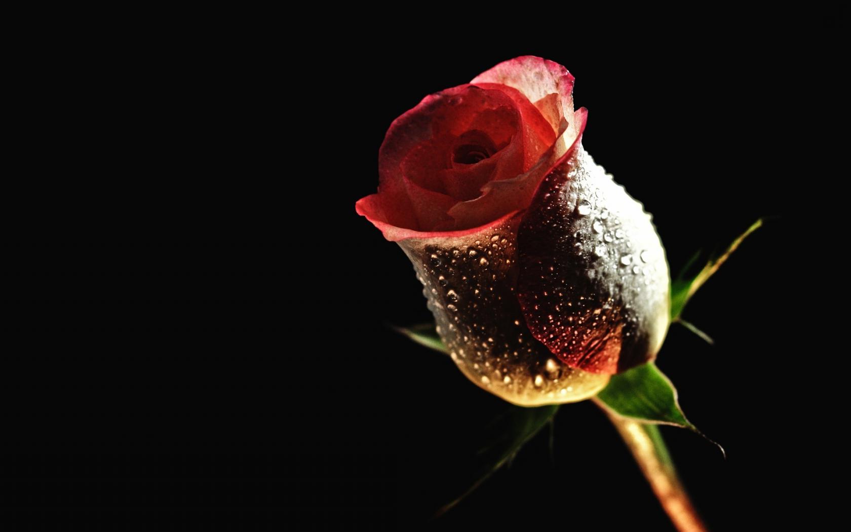 Роза, цветок, капли Цветы картинки, обои рабочий стол
