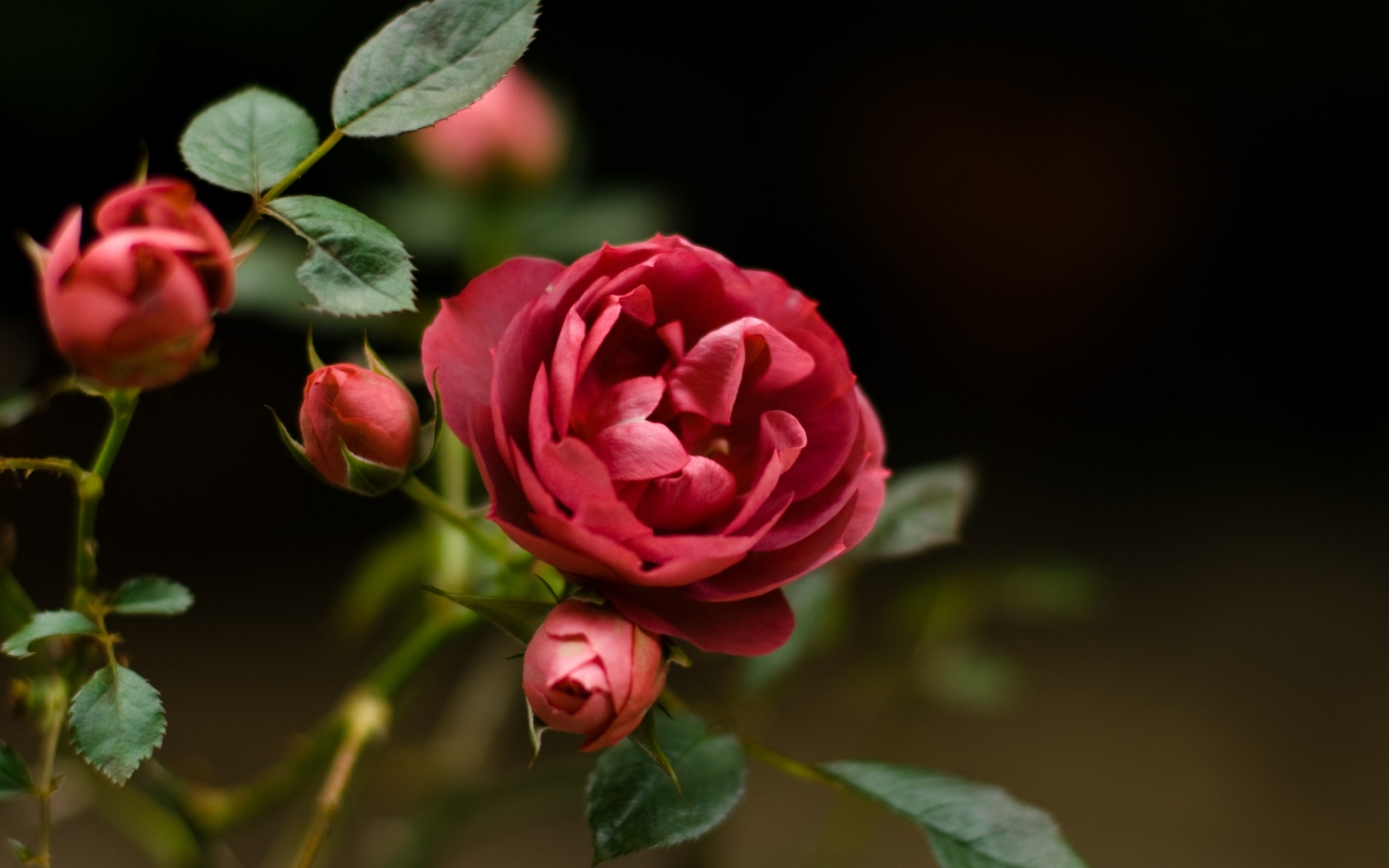 Цветок розы Цветы картинки, обои рабочий стол