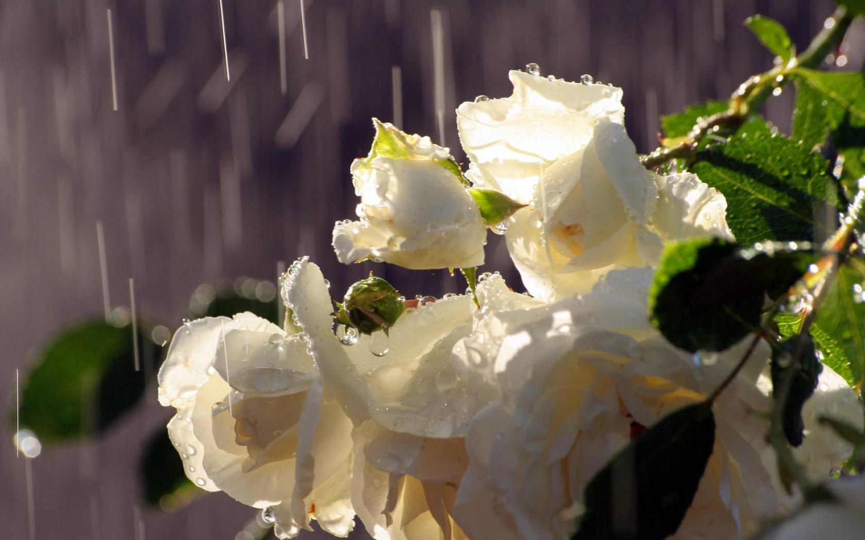 Розы под дождём Цветы картинки, обои рабочий стол
