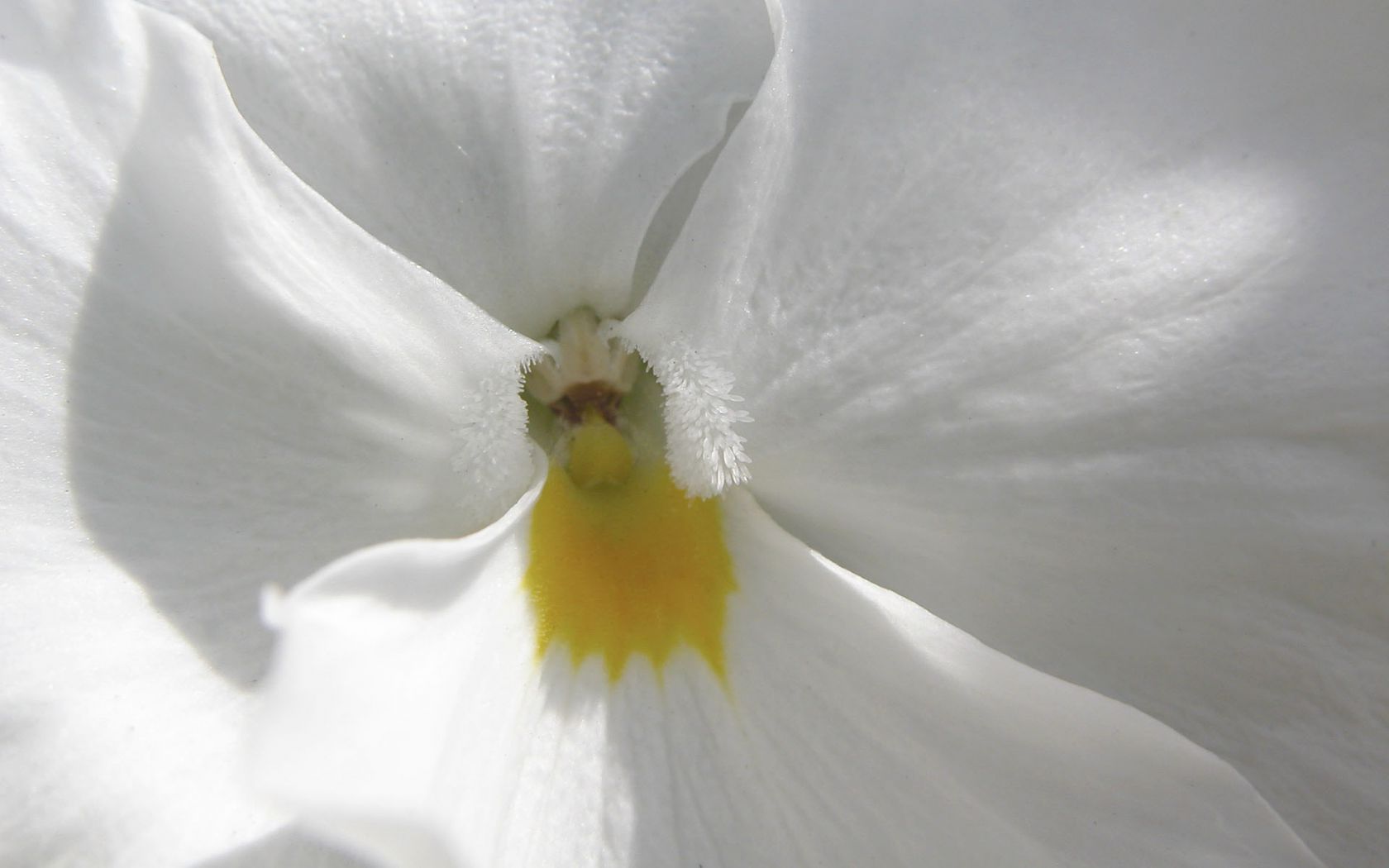 Белый цветок Цветы картинки, обои рабочий стол