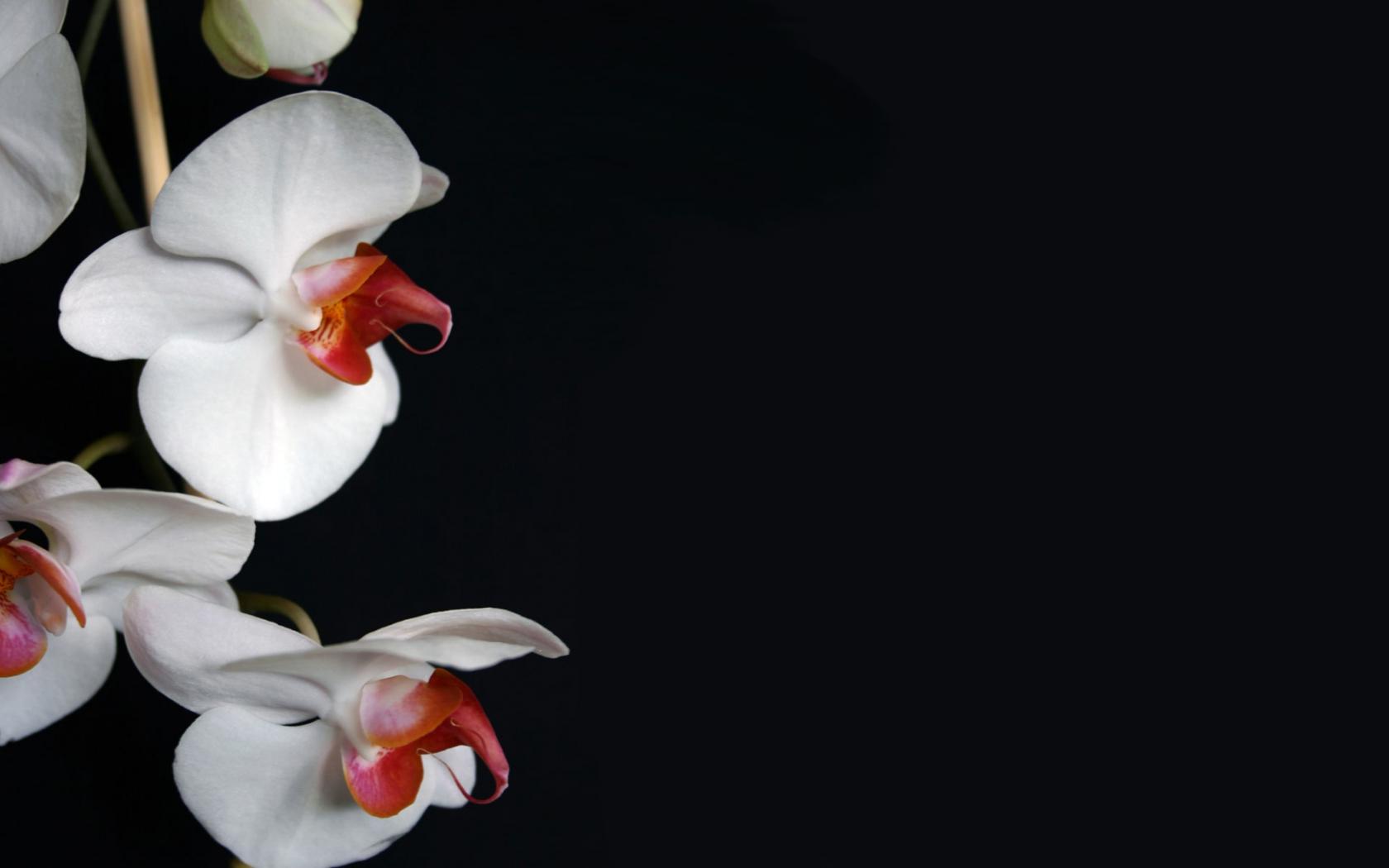 Дикая орхидея Цветы картинки, обои рабочий стол