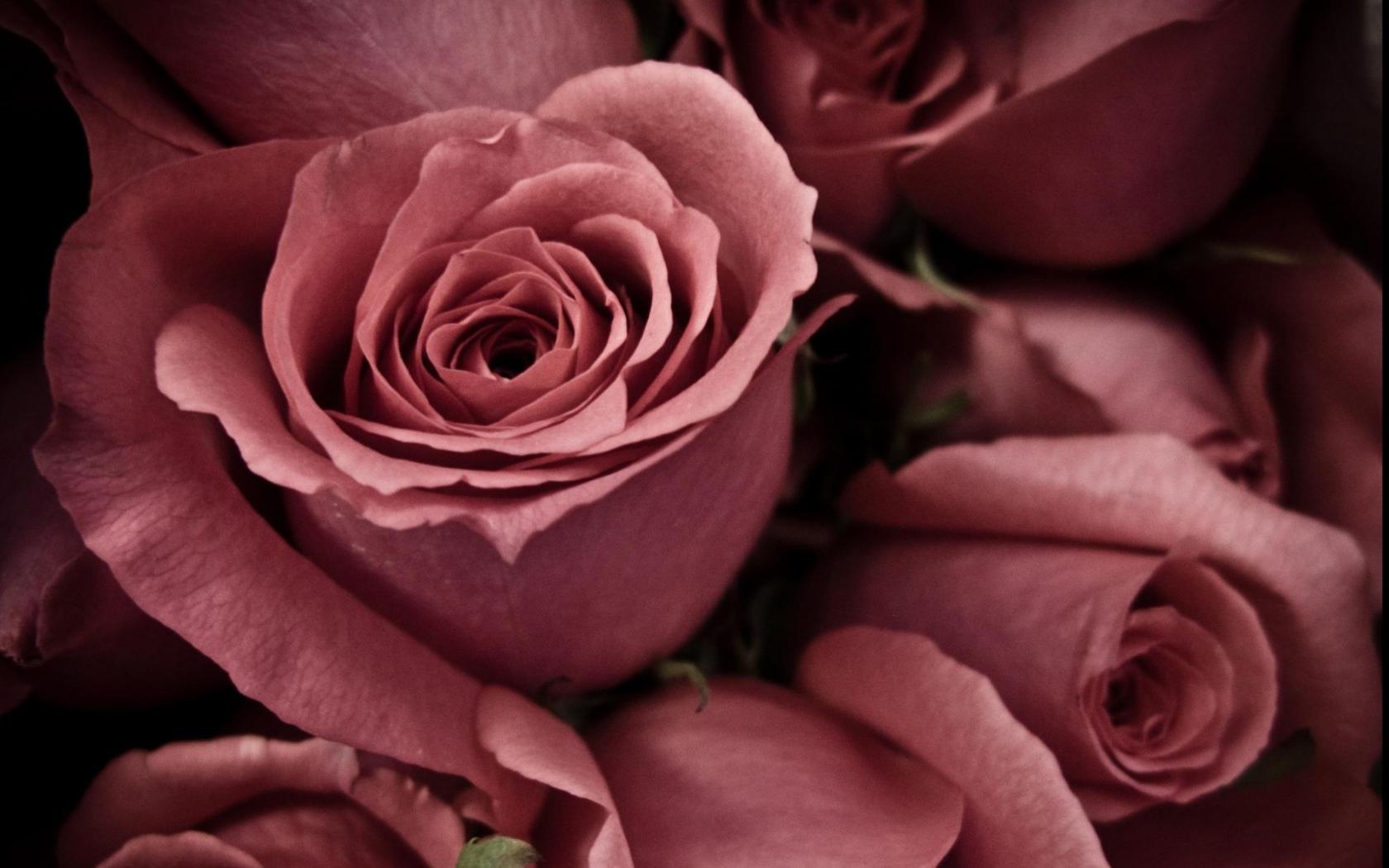 Розы, красный Цветы картинки, обои рабочий стол