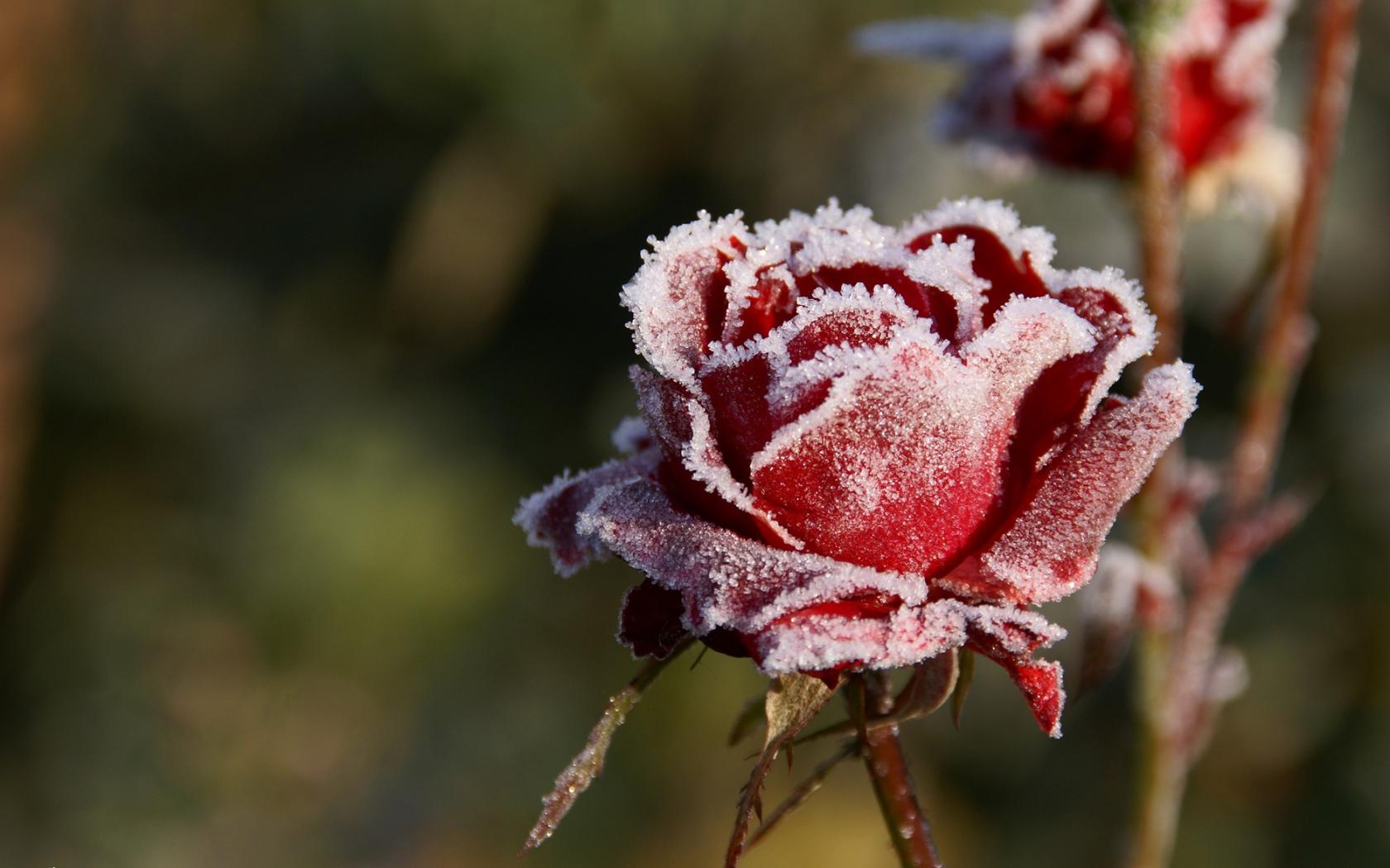 Замерзшая Роза Цветы картинки, обои рабочий стол