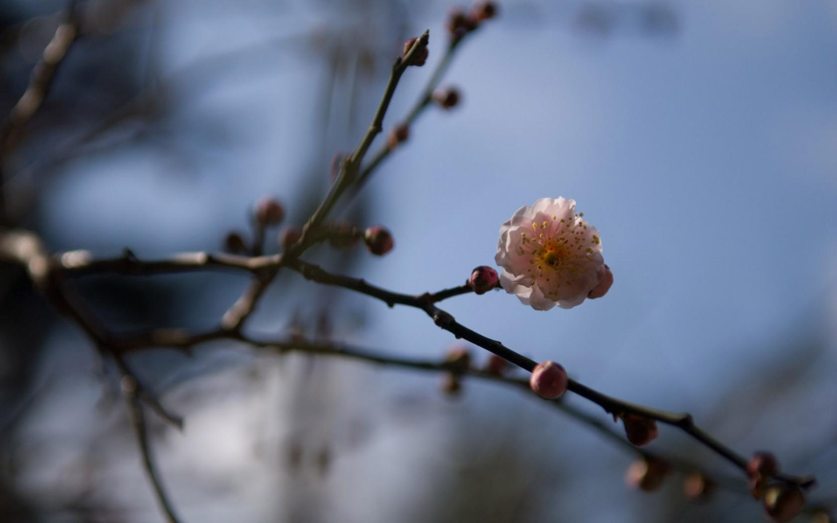 Сакура, цветок, ветвь, весна, япония Цветы картинки, обои рабочий стол