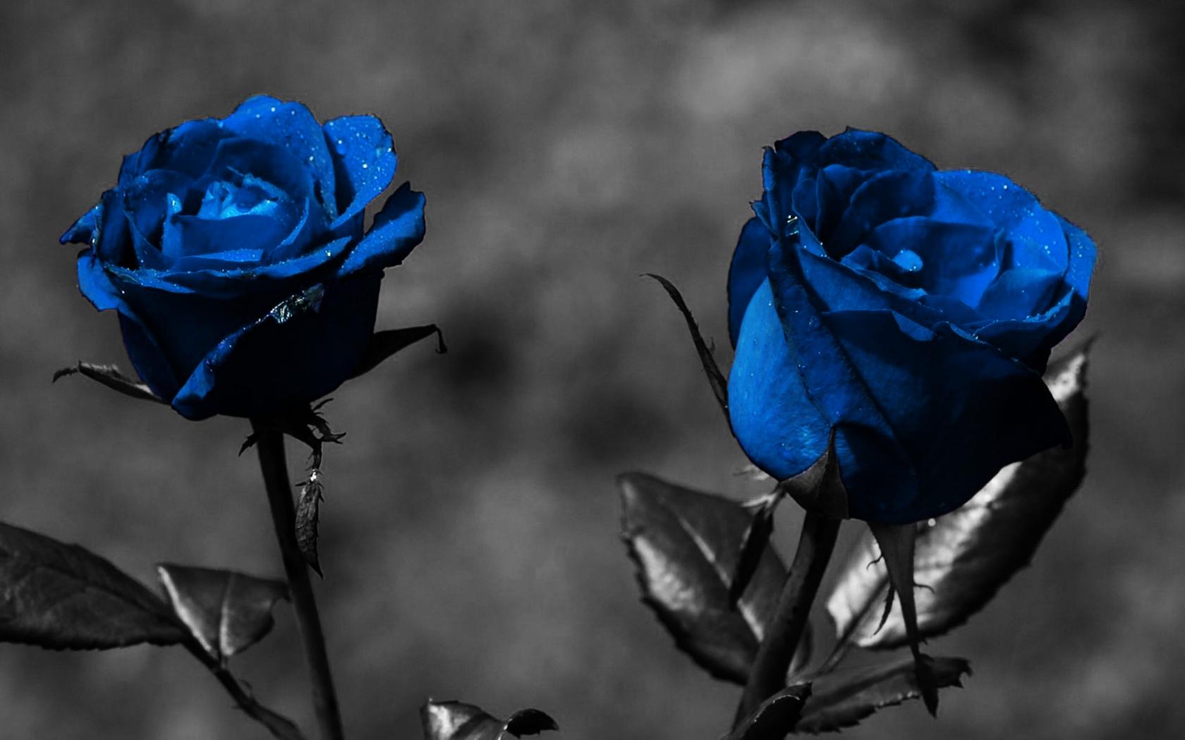 Розы синие Цветы картинки, обои рабочий стол