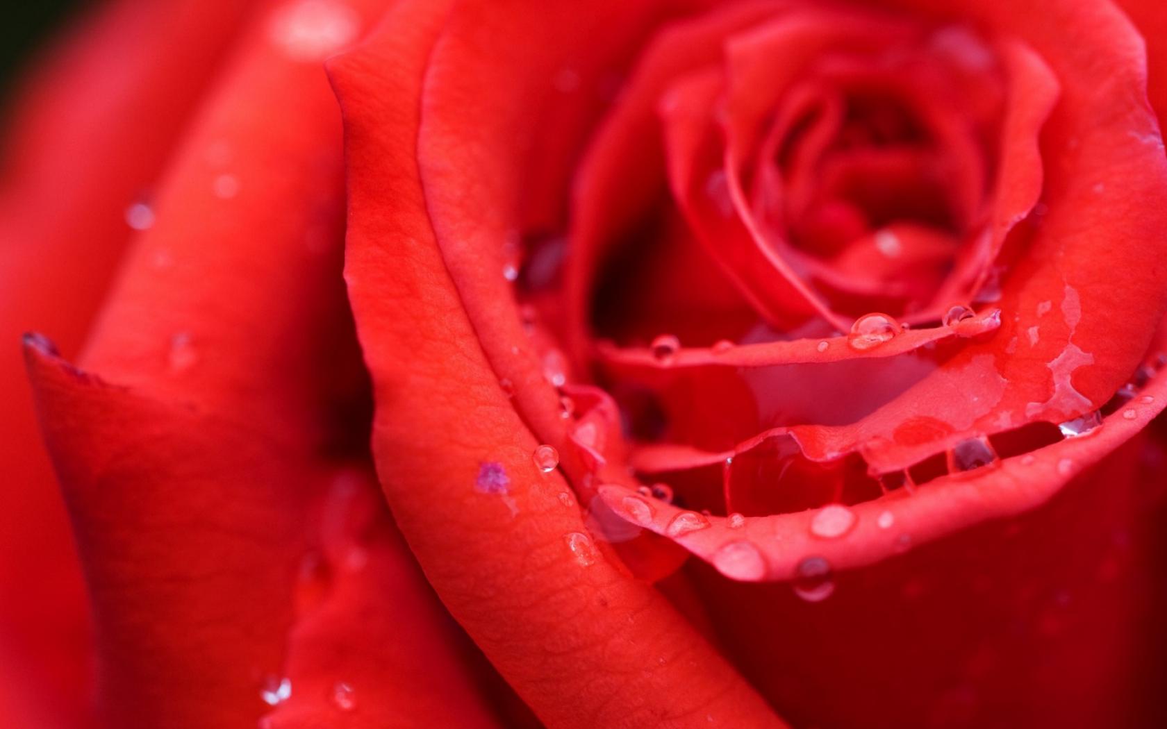 Красная Роза в капельках Цветы картинки, обои рабочий стол