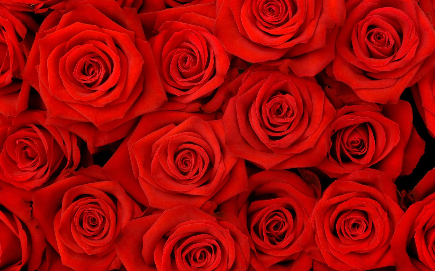 Розы красные Цветы картинки, обои рабочий стол