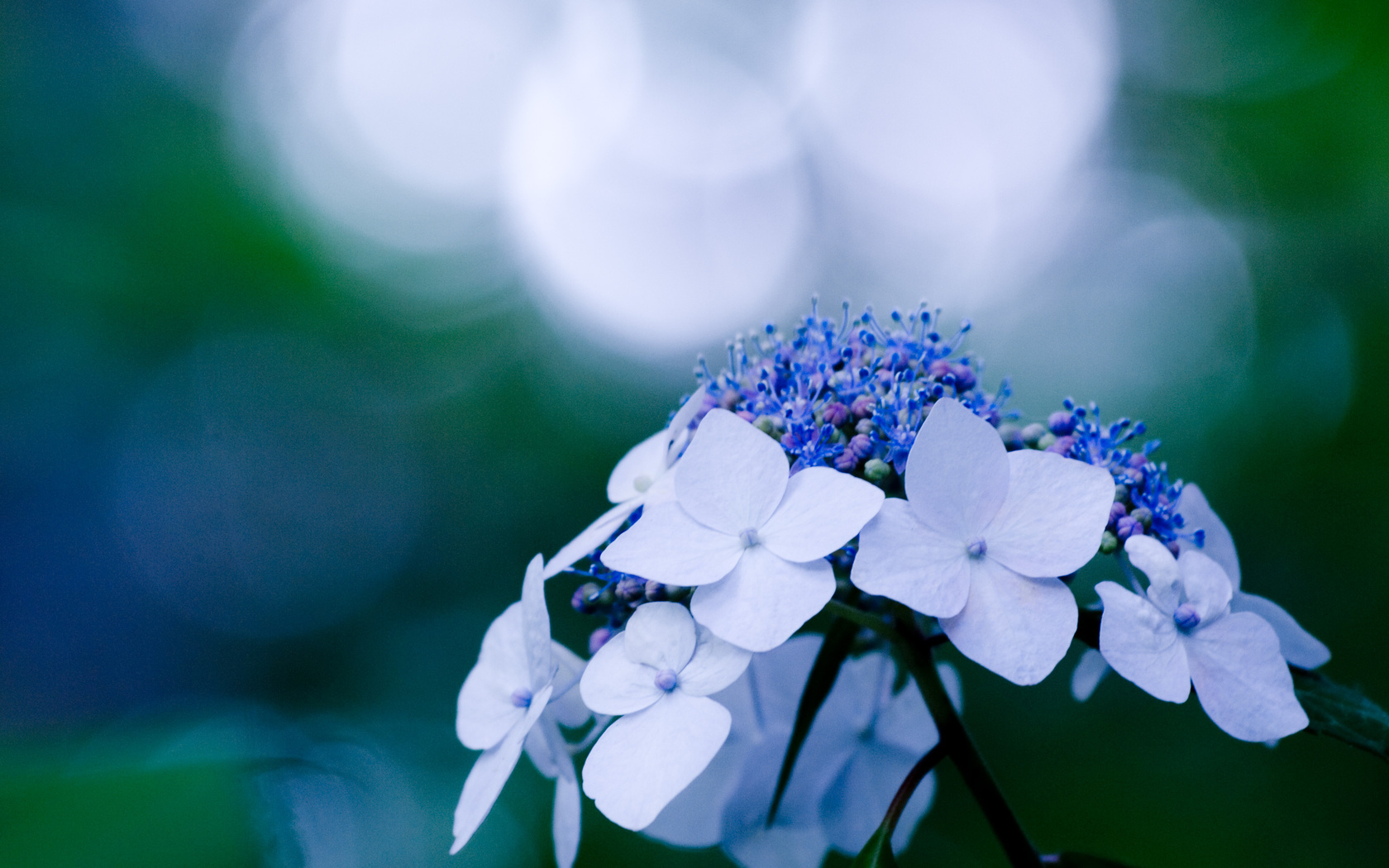 блики, синий, цветок, растение, макро, голубой Цветы картинки, обои рабочий стол