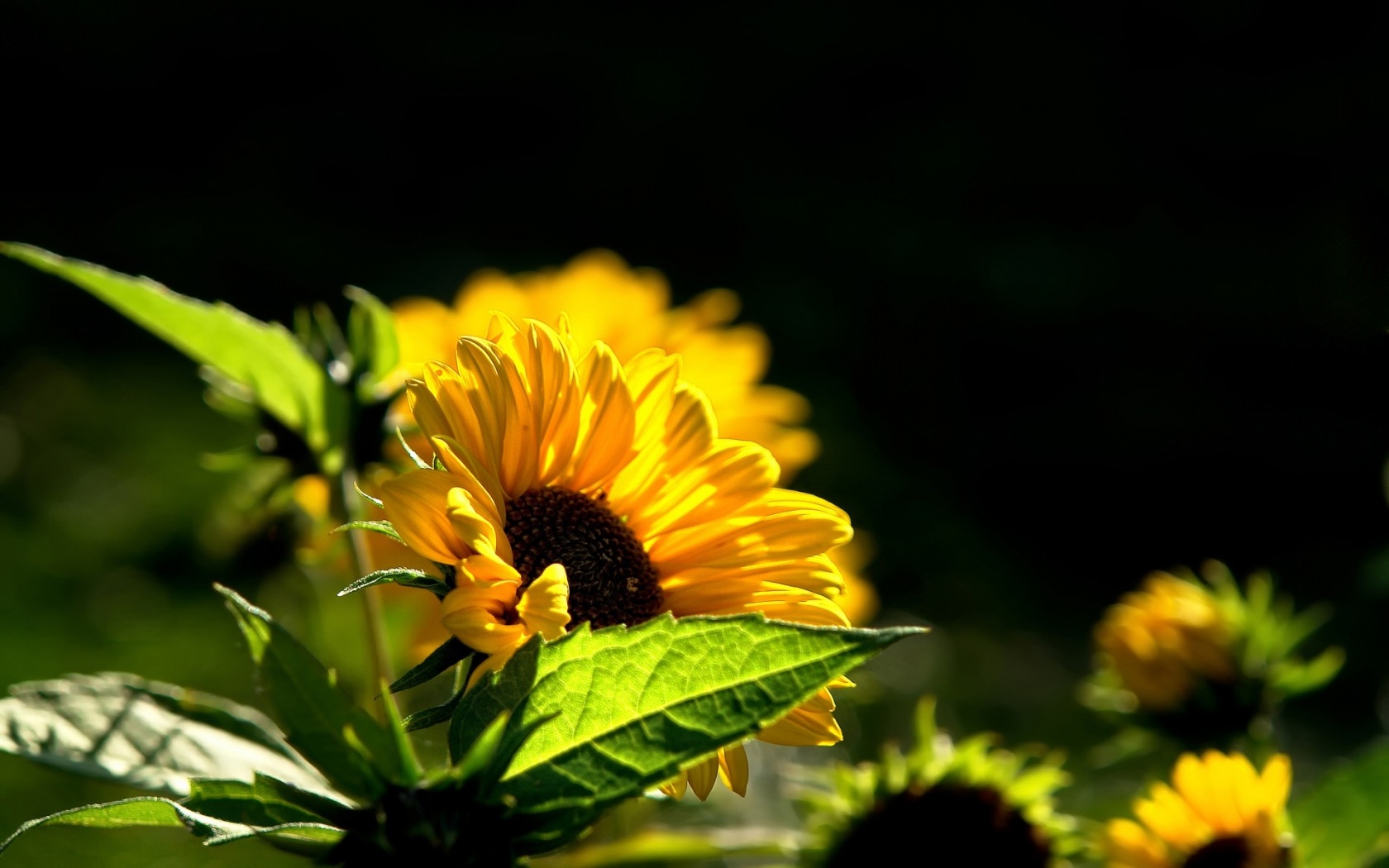 Солнечный подсолнух Цветы картинки, обои рабочий стол