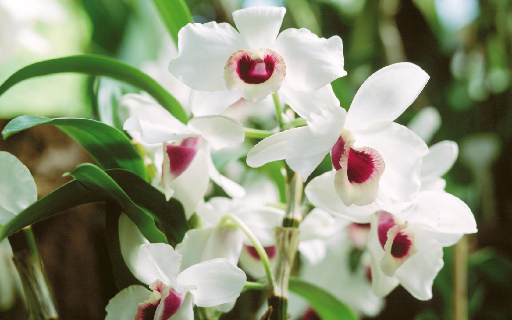 Белые орхидеи Цветы картинки, обои рабочий стол
