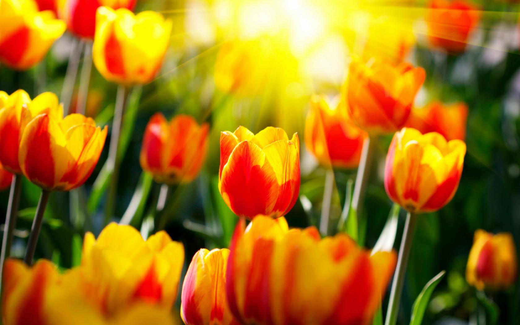 Тюльпаны и свет Цветы картинки, обои рабочий стол