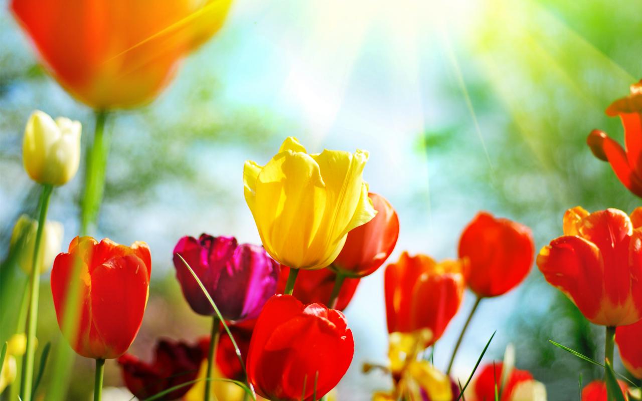 Тюльпаны, весна, цветы, бутоны, природа Цветы картинки, обои рабочий стол