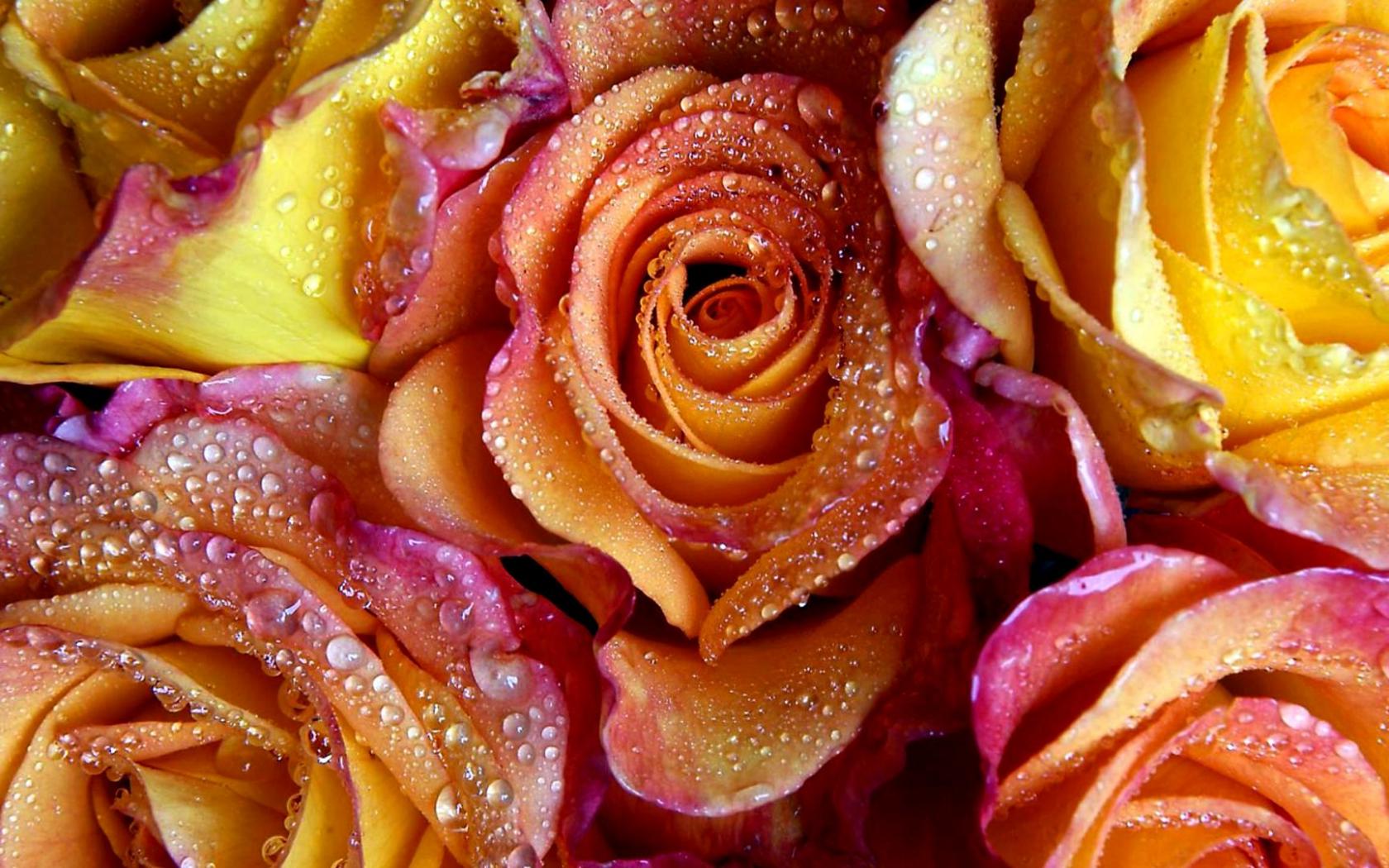 Розы, цветы, лепестки, роса, капли, вода Цветы картинки, обои рабочий стол