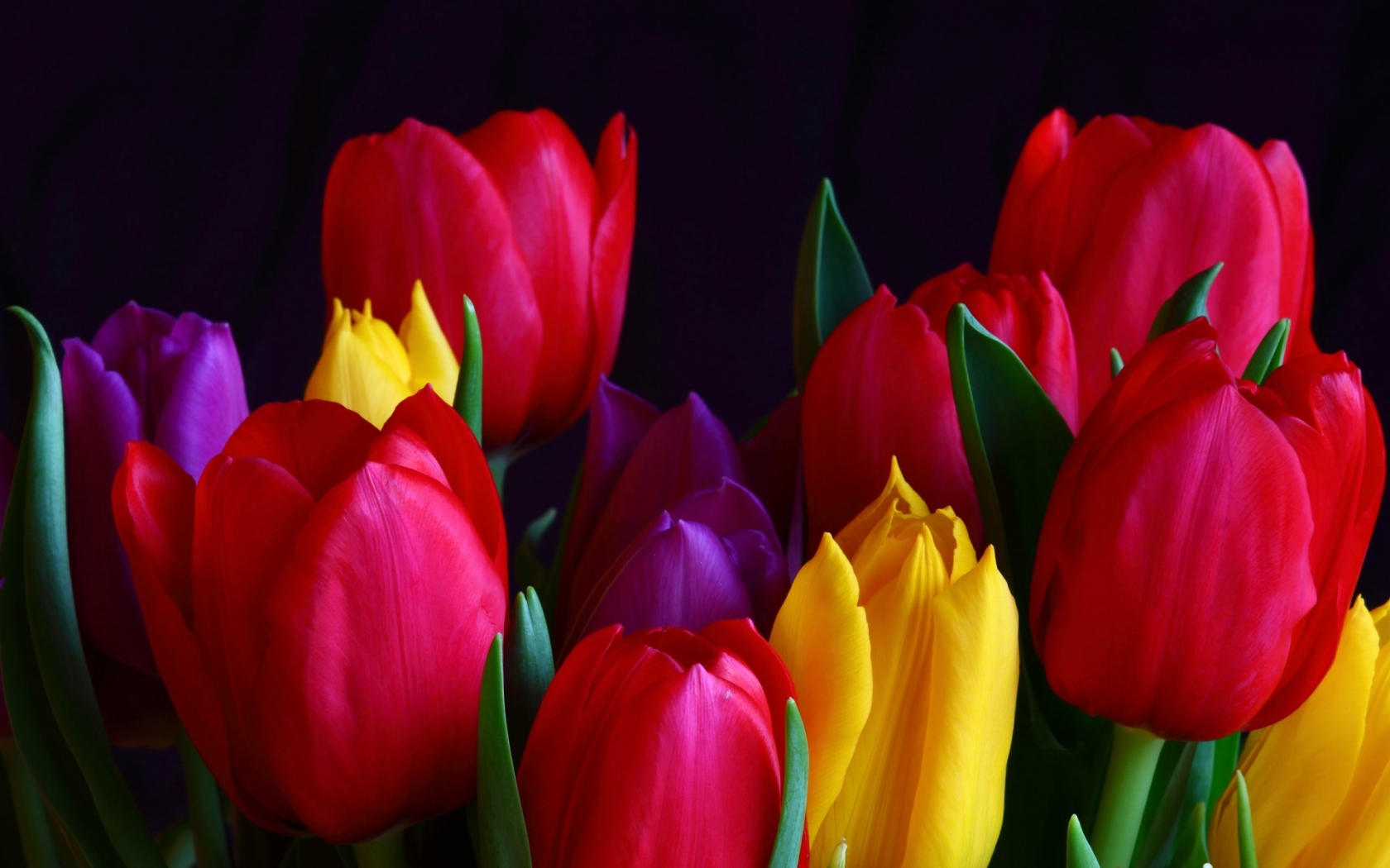 Разноцветные тюльпаны Цветы картинки, обои рабочий стол