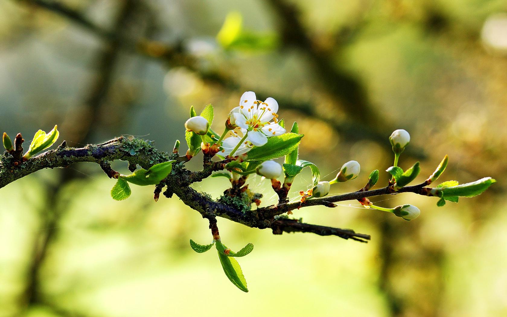 Природа, весна, ветвь, макро, цветки Цветы картинки, обои рабочий стол
