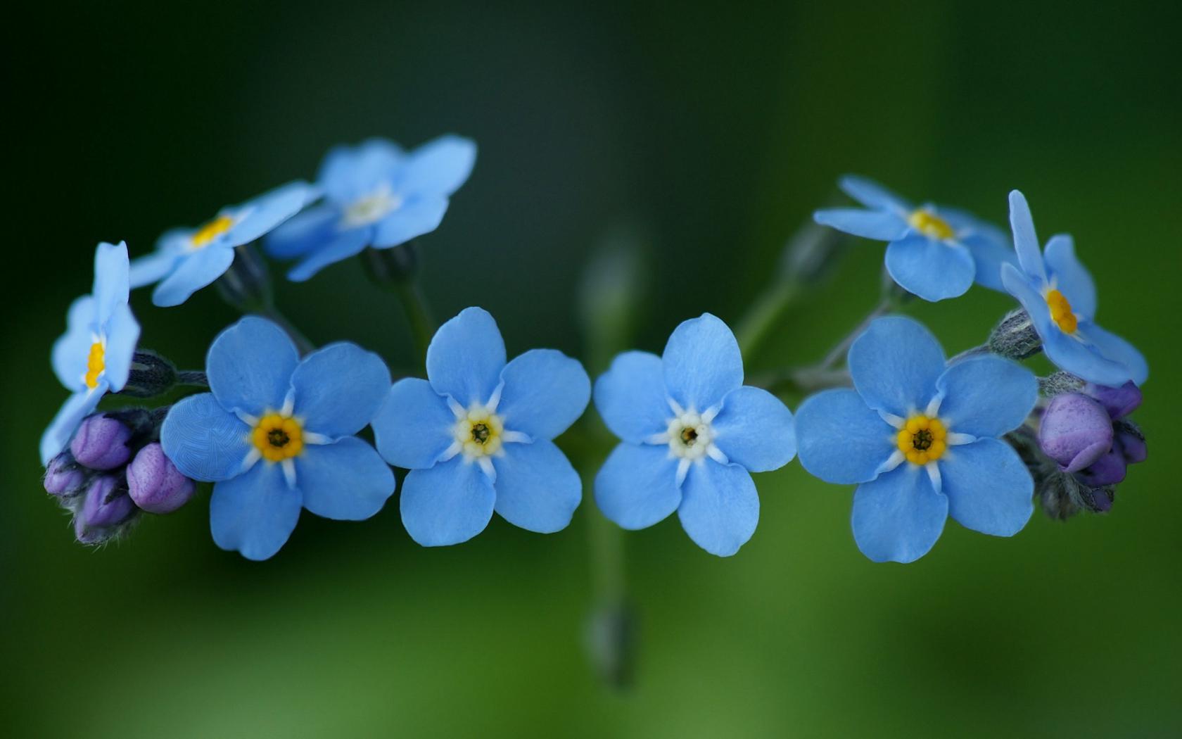 Незабудки, цветы, голубые, синие, макро, растения Цветы картинки, обои рабочий стол