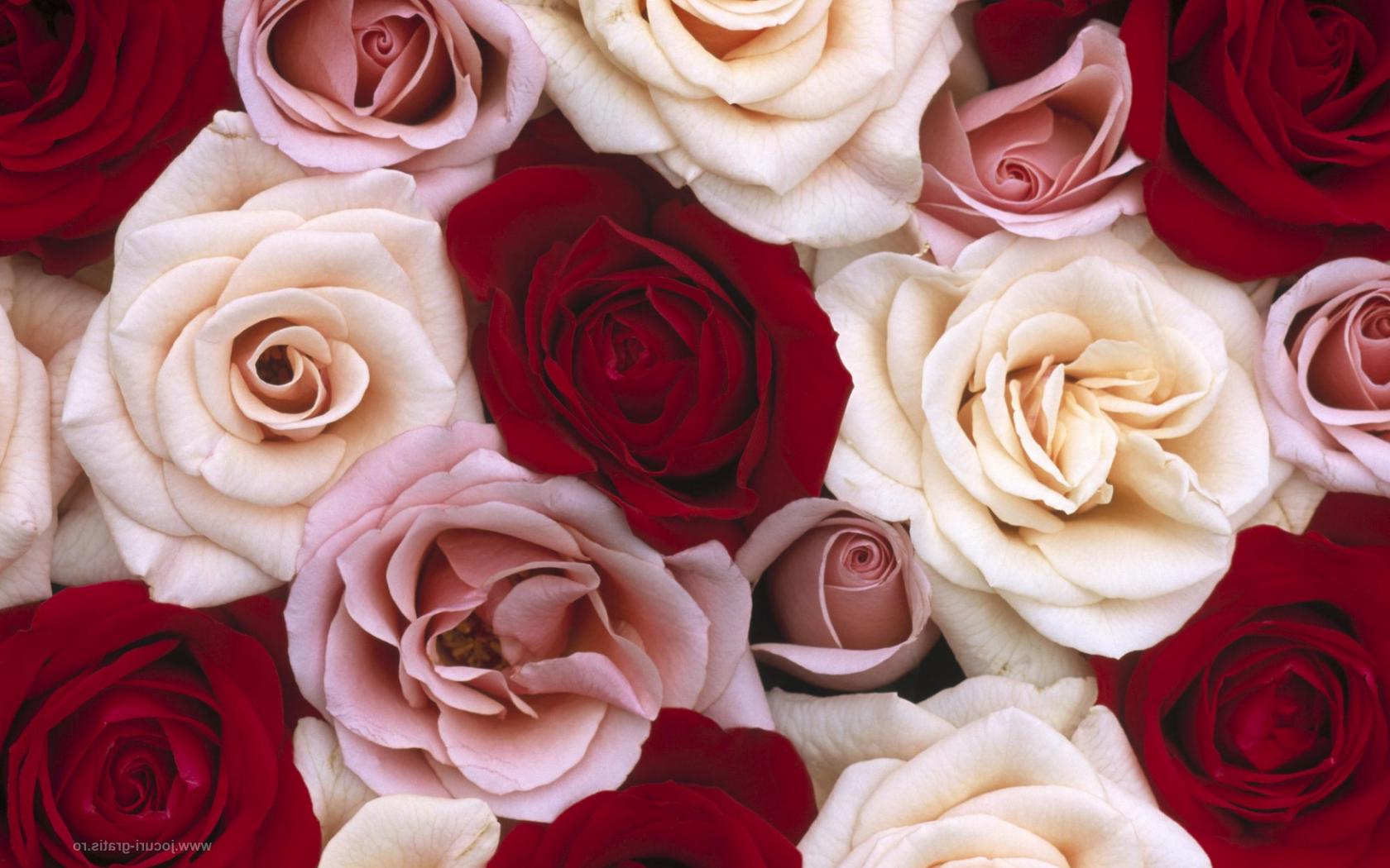 Магия роз Цветы картинки, обои рабочий стол