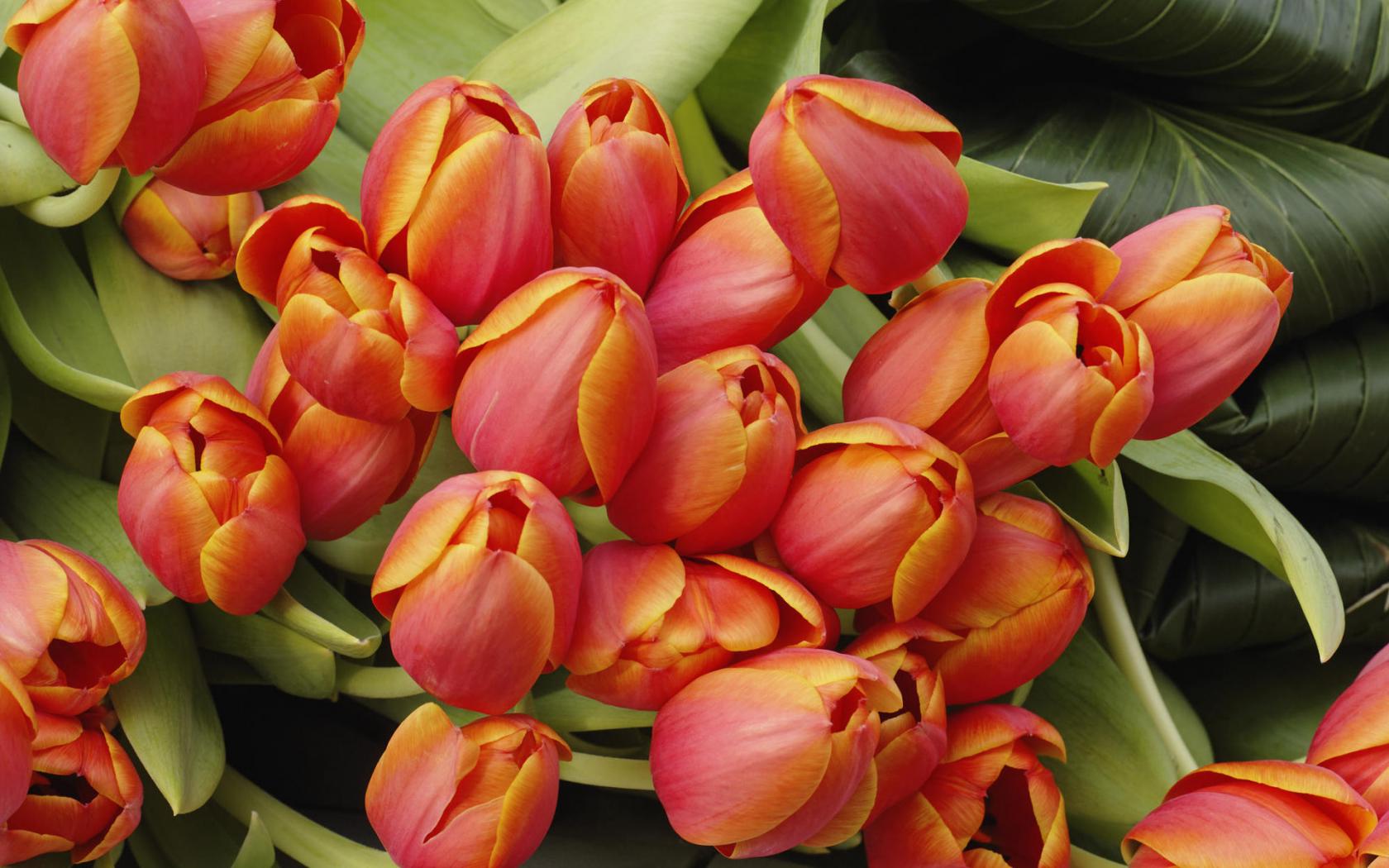 Персиковые тюльпаны Цветы картинки, обои рабочий стол