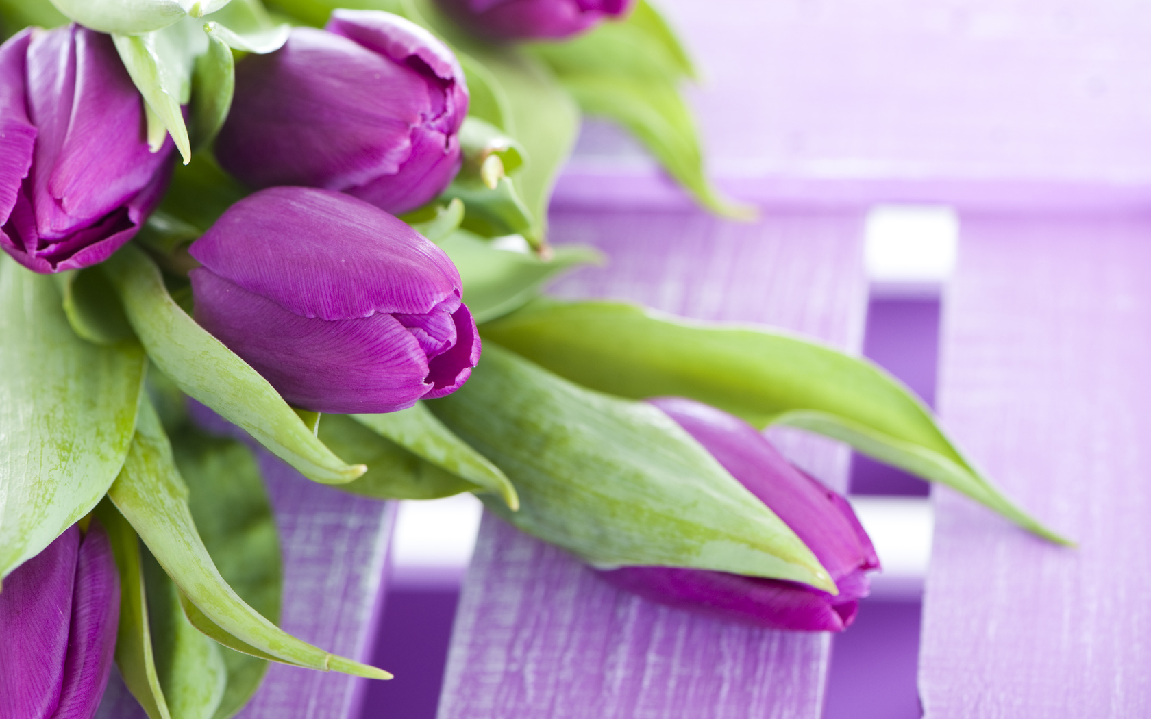 цветы, букет, фиолетовые, тюльпаны Цветы картинки, обои рабочий стол