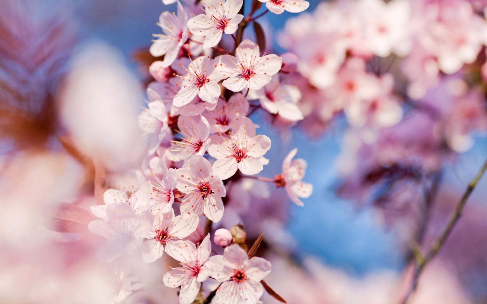 Цветы вишни Цветы картинки, обои рабочий стол