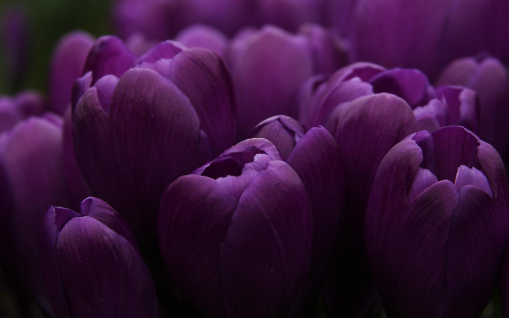 Красивые фиолетовые тюльпаны Цветы картинки, обои рабочий стол