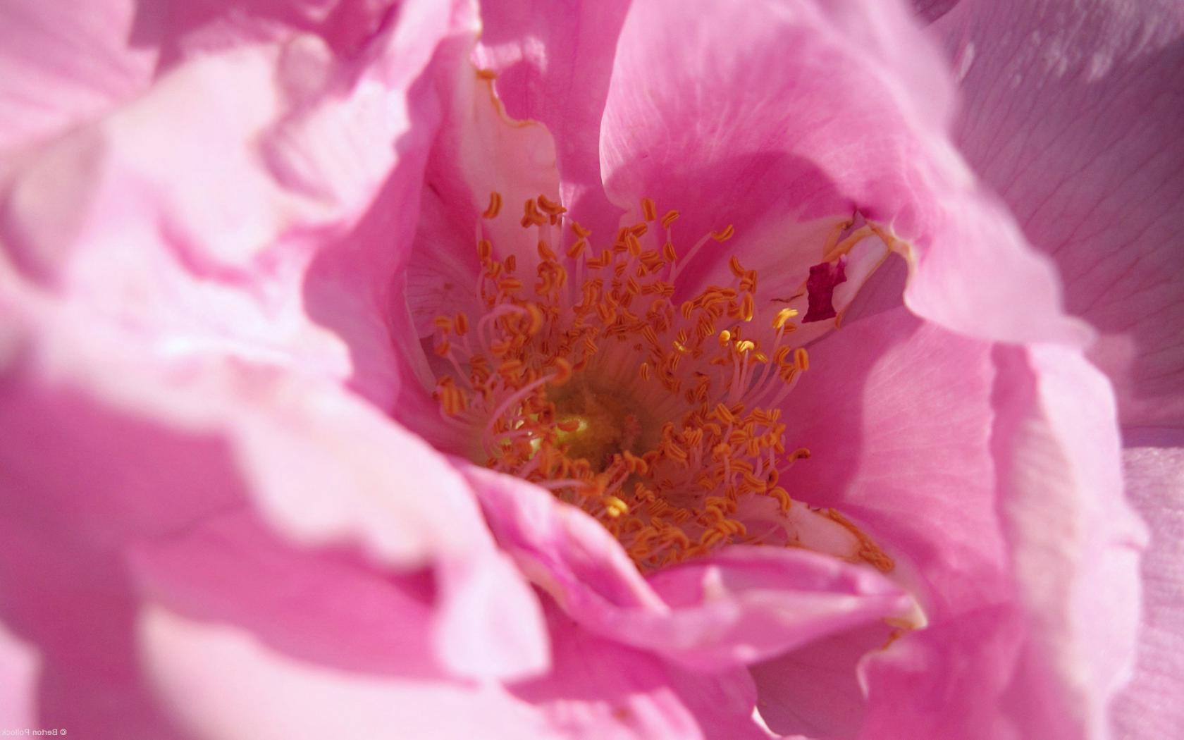 Розовый цветок крупным планом Цветы картинки, обои рабочий стол