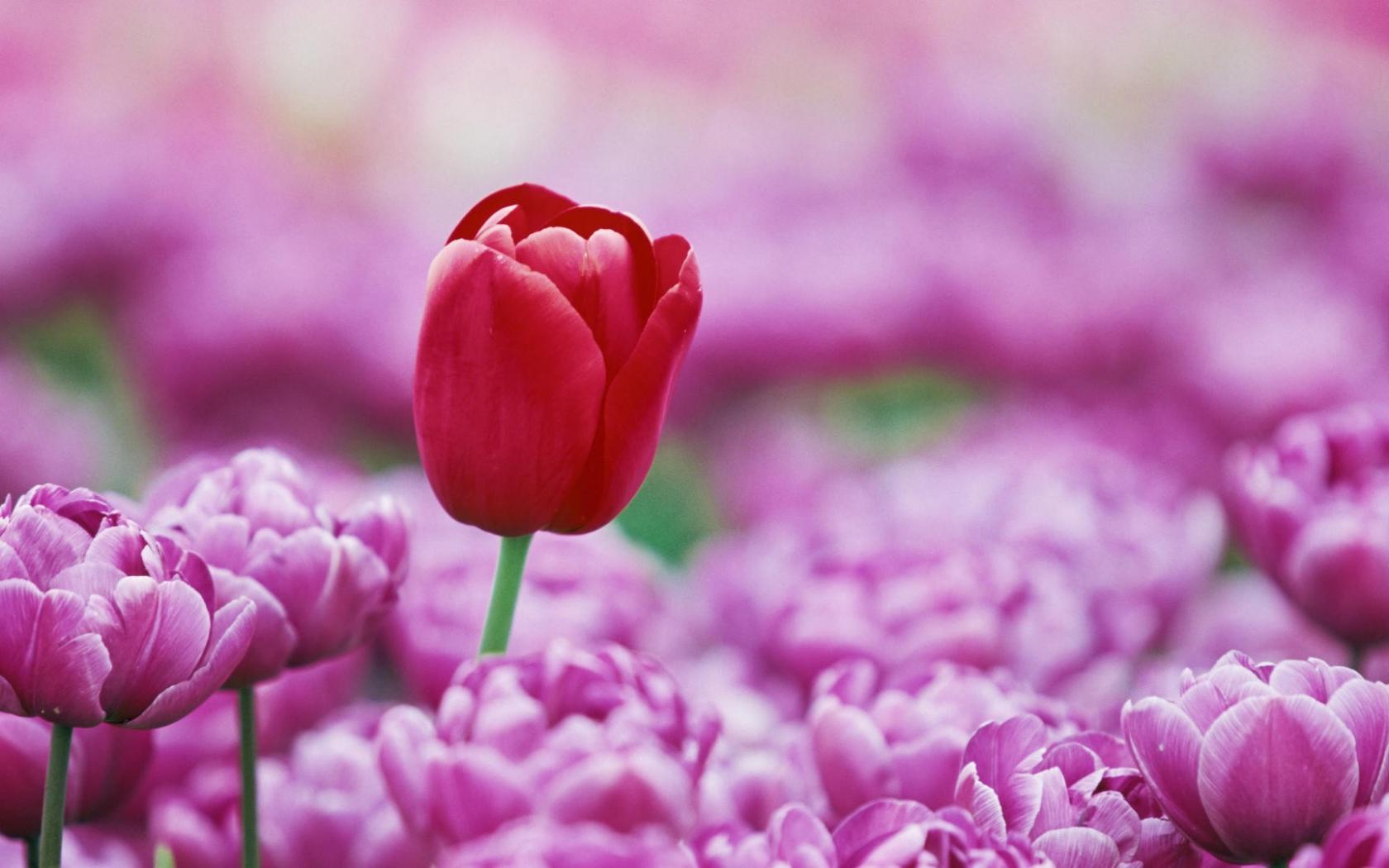 Красный тюльпан среди розовых Цветы картинки, обои рабочий стол