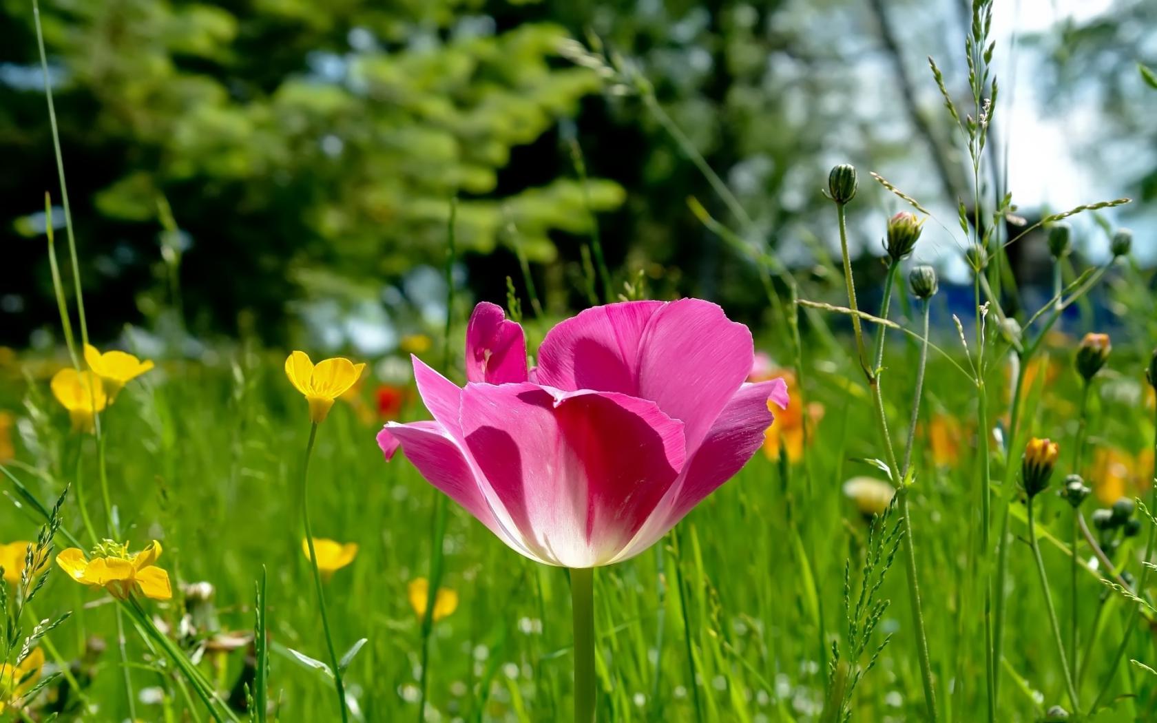 Розовый, тюльпан, поляна, трава, природа, фокус Цветы картинки, обои рабочий стол