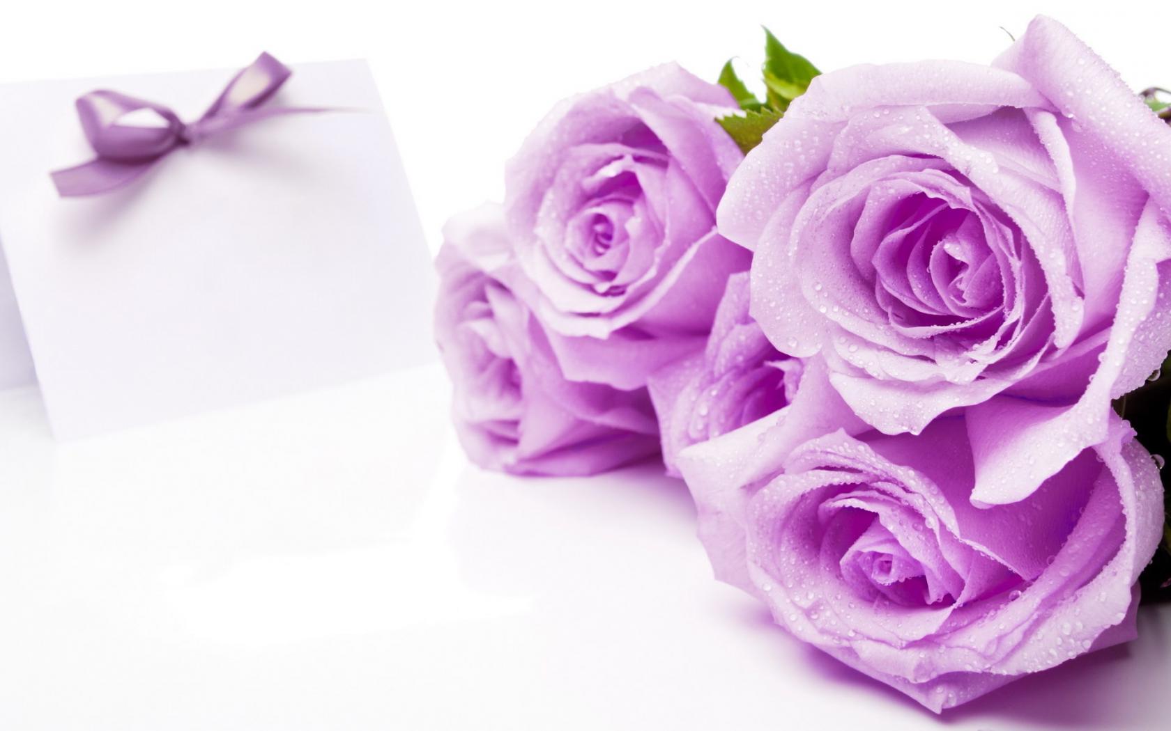 Фиолетовые розы Цветы картинки, обои рабочий стол