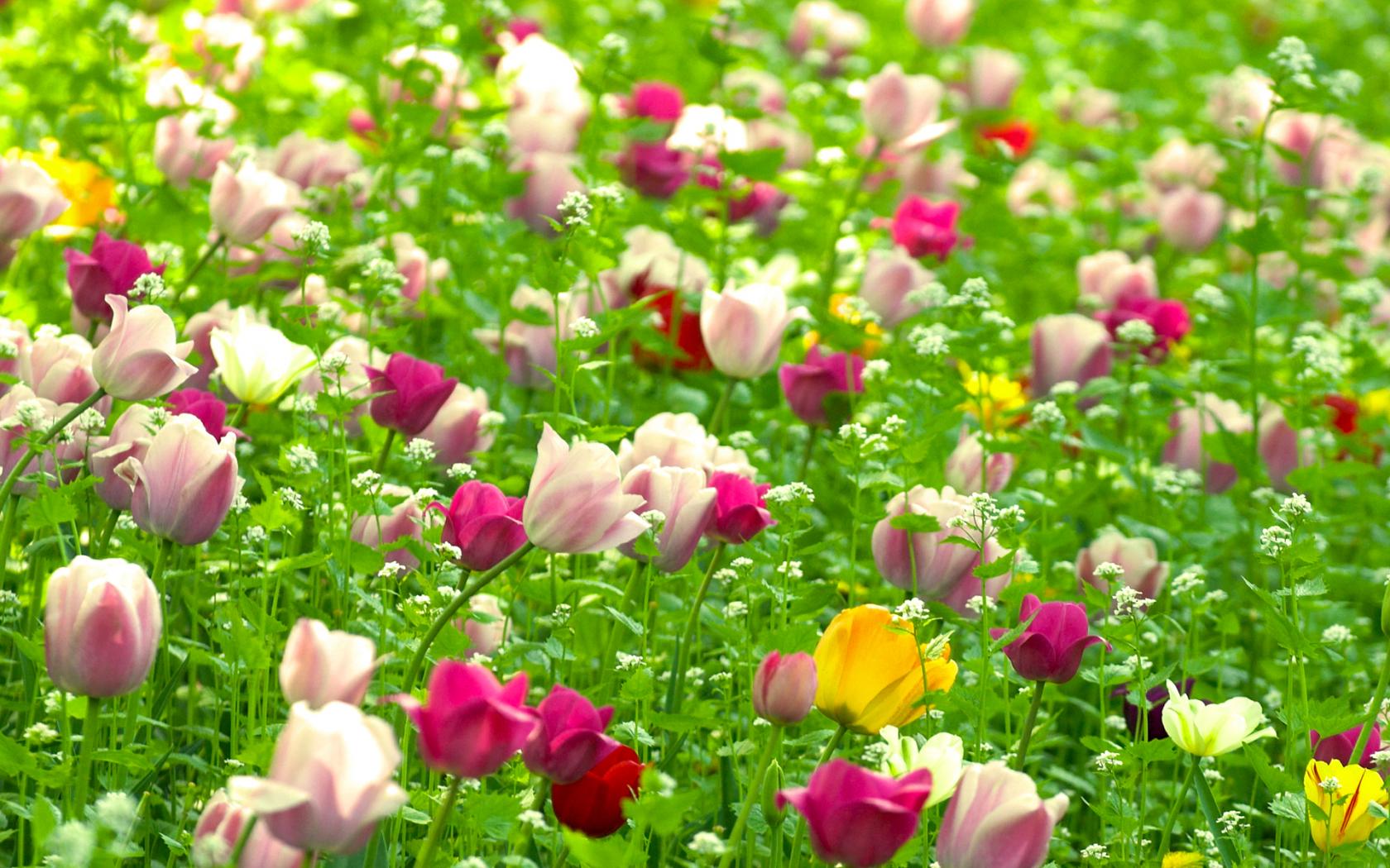 Тюльпаны, цветы, поле, растения, весна Цветы картинки, обои рабочий стол