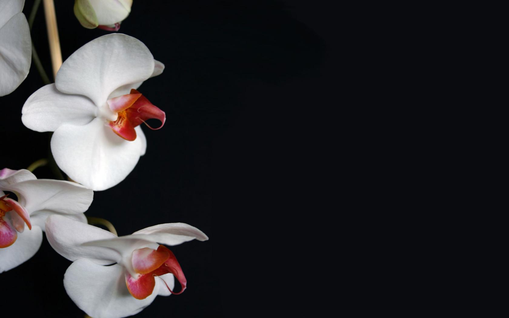 Орхидея на чёрном фоне Цветы картинки, обои рабочий стол