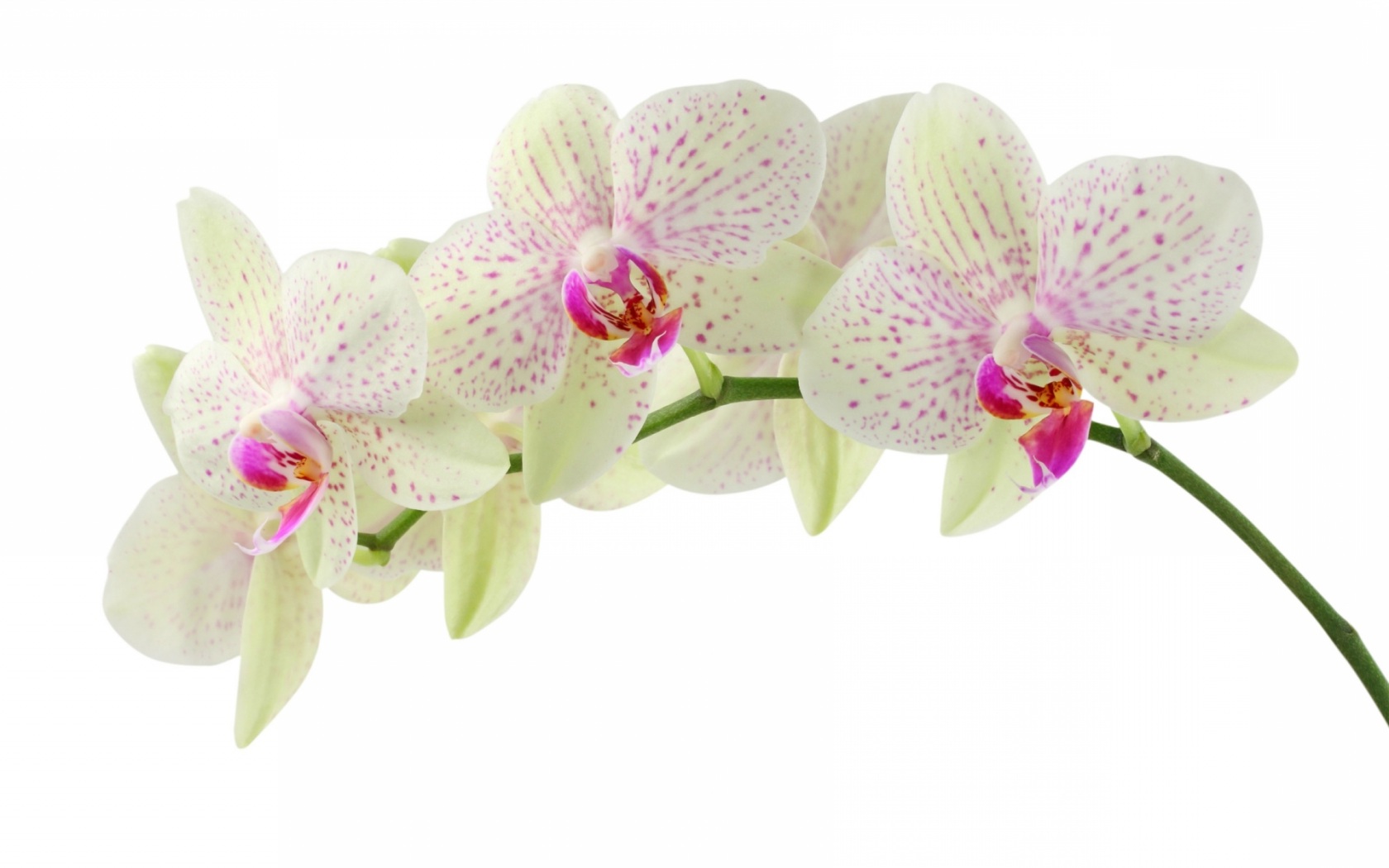 Цветок белой орхидеи Цветы картинки, обои рабочий стол