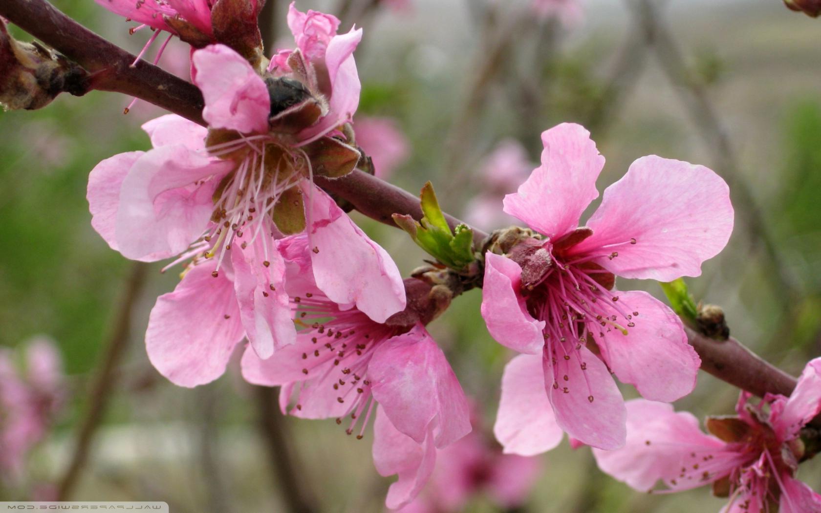 Крупные цветы вишни Цветы картинки, обои рабочий стол